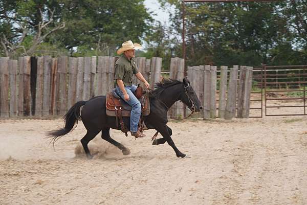 beginner-safe-quarter-pony