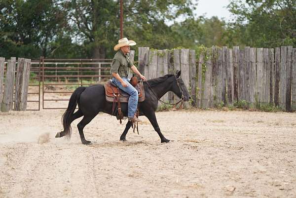 ranch-work-quarter-pony