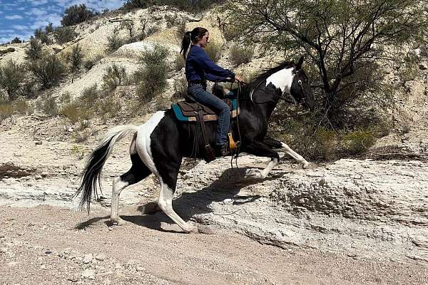 beginner-safe-quarter-pony