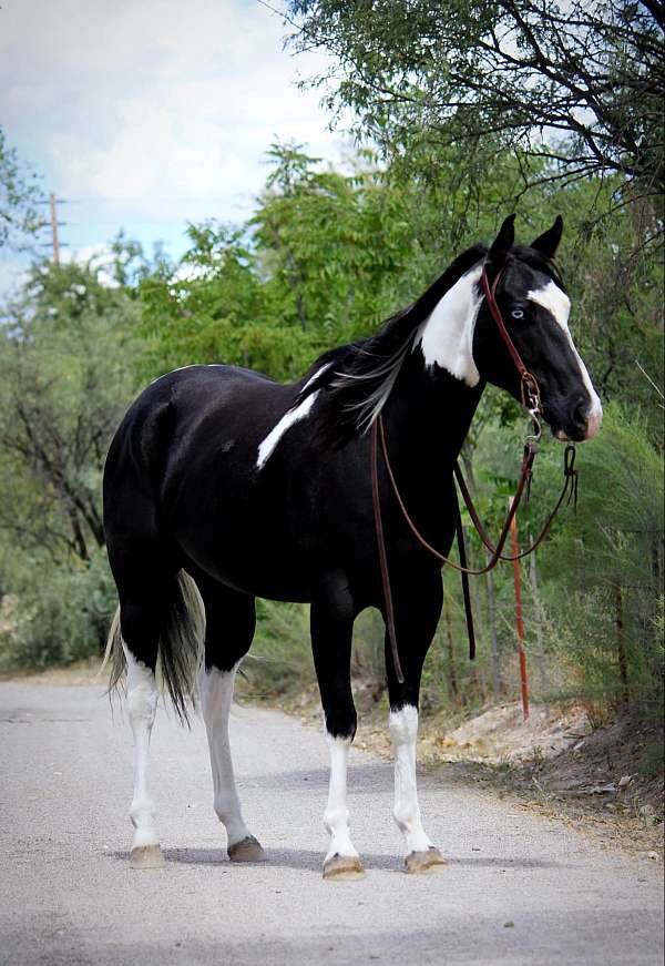 jet-black-quarter-pony