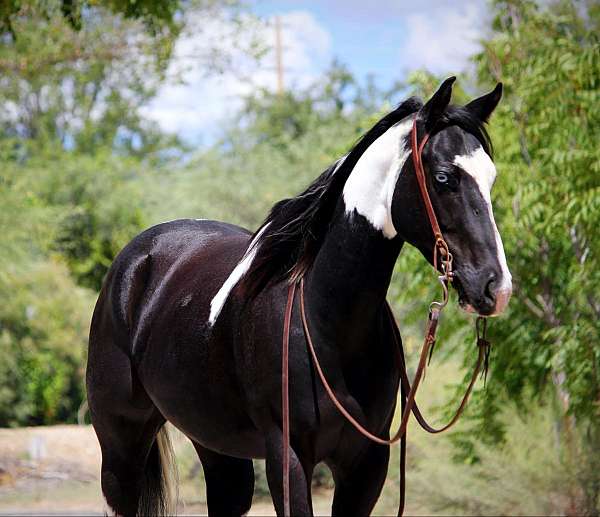 jet-quarter-pony