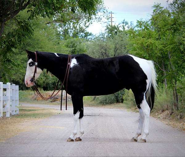 man-quarter-pony