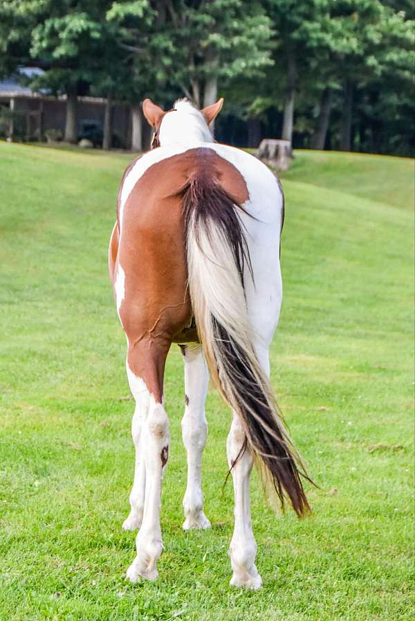 chestnut-tobiano-horse