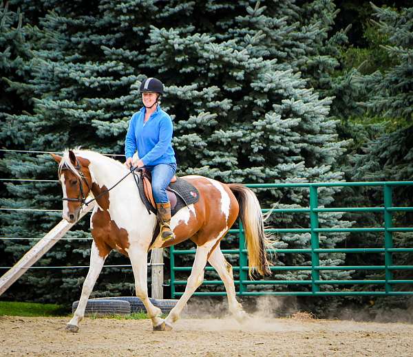 beginner-safe-quarter-horse