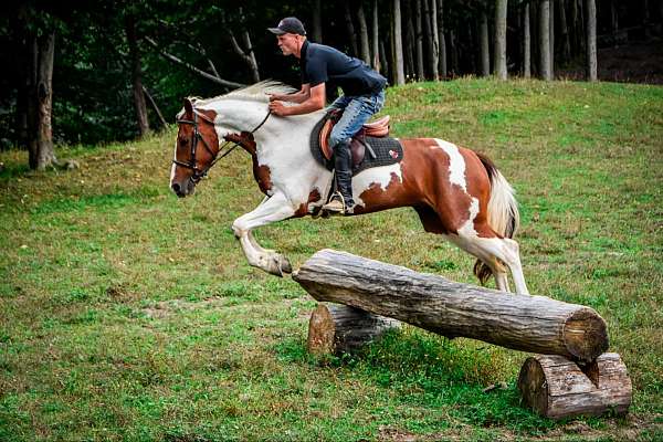 family-horse-quarter