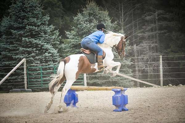 ranch-work-quarter-horse