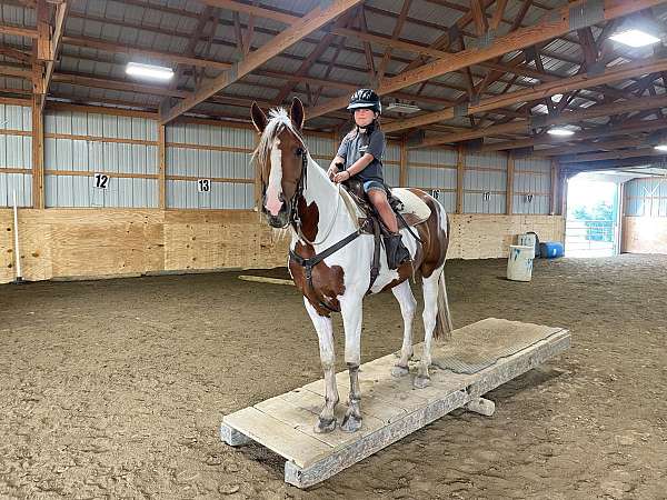 friesian-quarter-horse