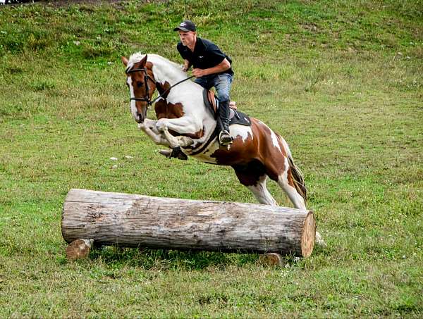 trail-quarter-horse