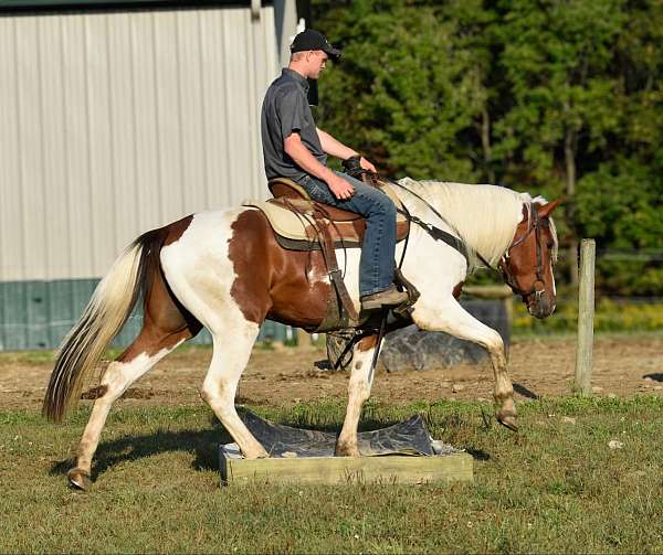 all-around-quarter-horse