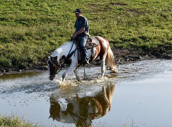 jumper-quarter-horse