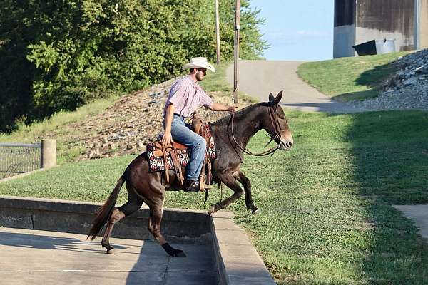 beginner-safe-quarter-horse