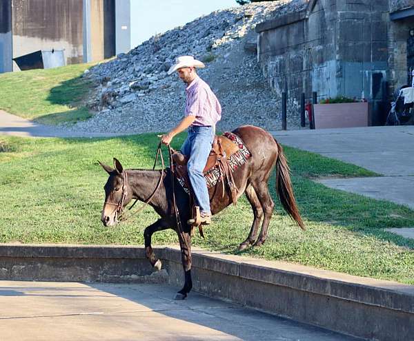 family-horse-quarter