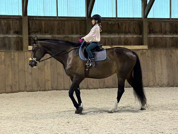 dutch-warmblood-mare