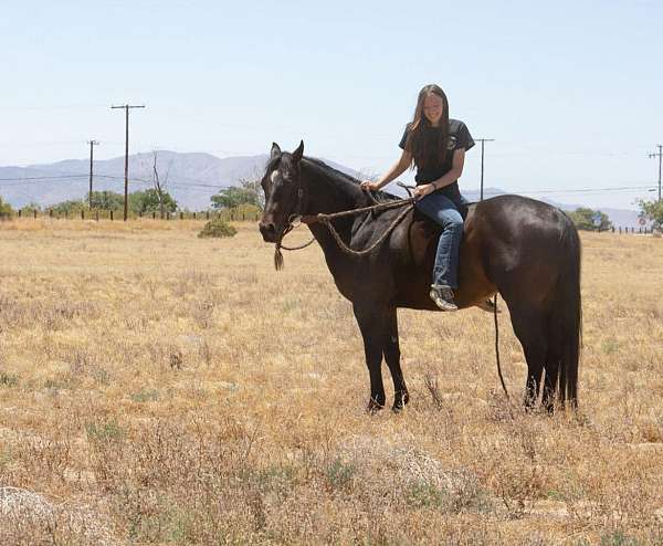 ranch-work-quarter-horse