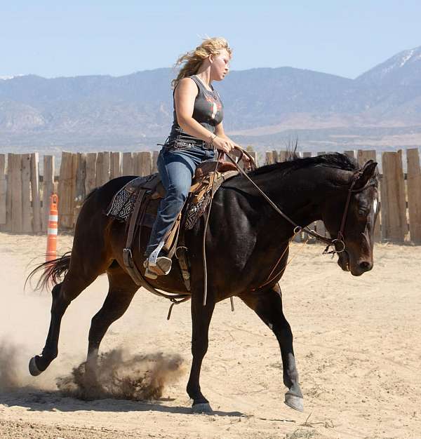 beginner-safe-quarter-horse