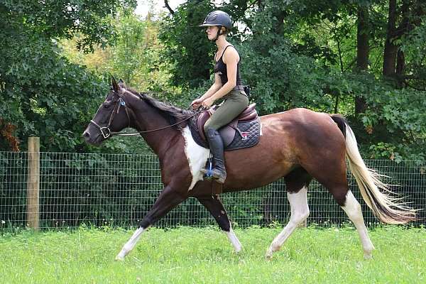 beginner-safe-quarter-horse