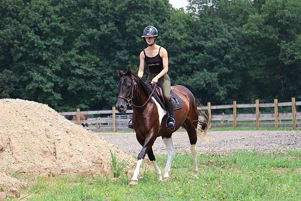 ranch-work-quarter-horse