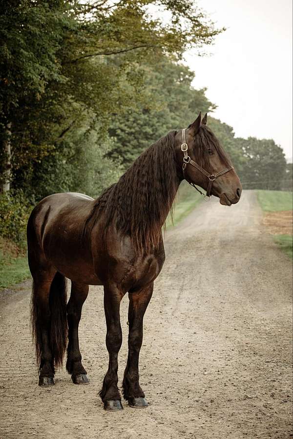 black-none-horse