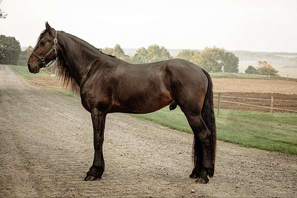 friesian-sport-horse