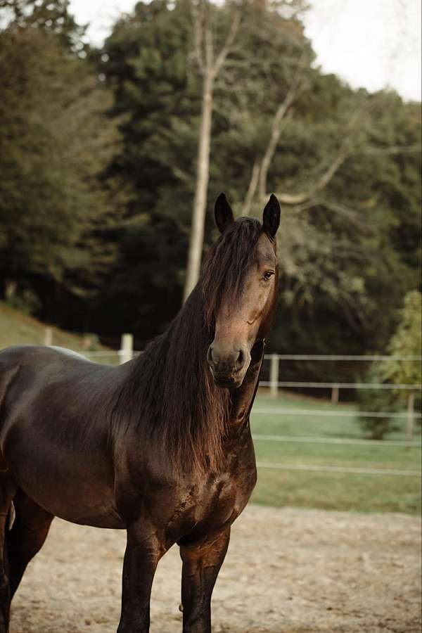 ranch-friesian-horse