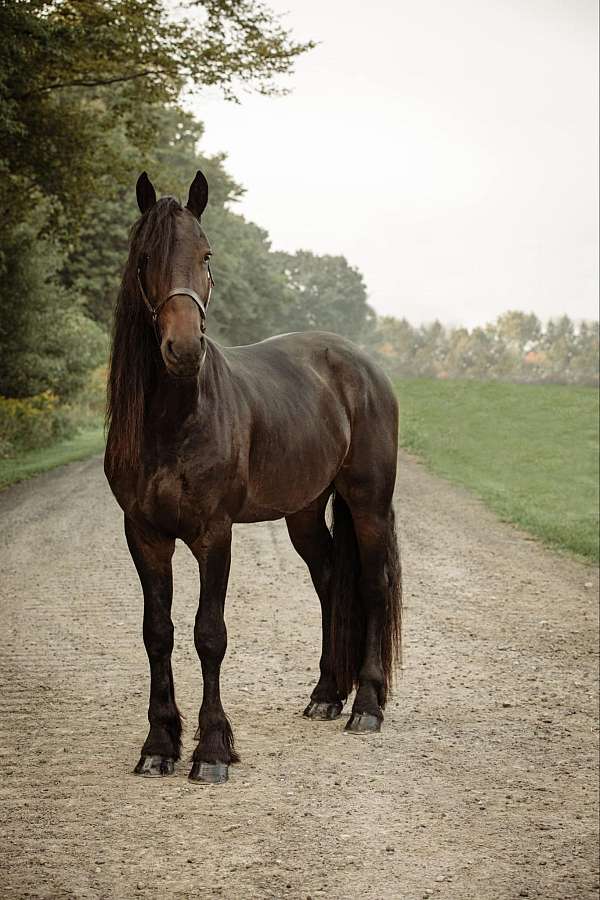 trail-friesian-horse