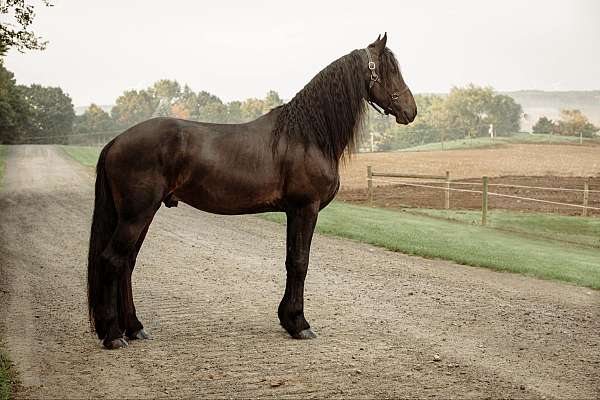 all-around-friesian-horse