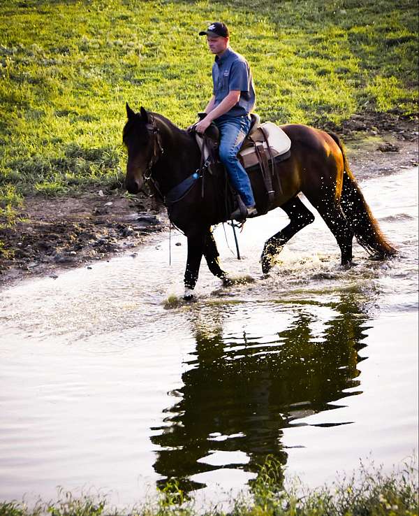 athletic-friesian-horse