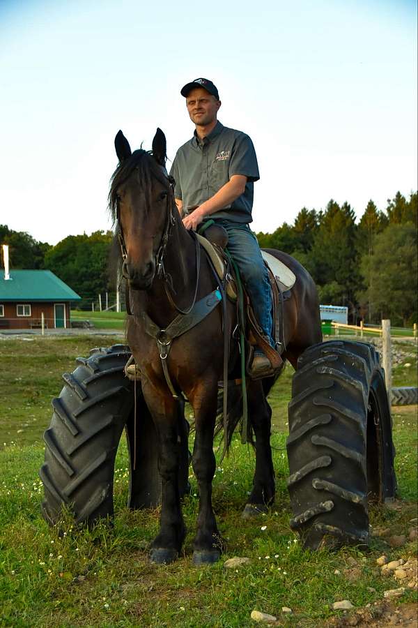 beginner-friesian-horse