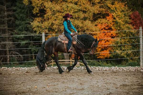 experienced-friesian-horse