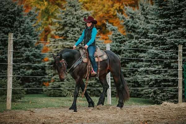 flashy-friesian-horse