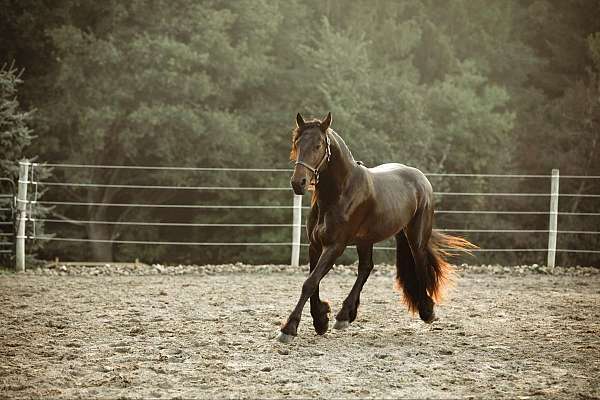 husband-safe-friesian-horse