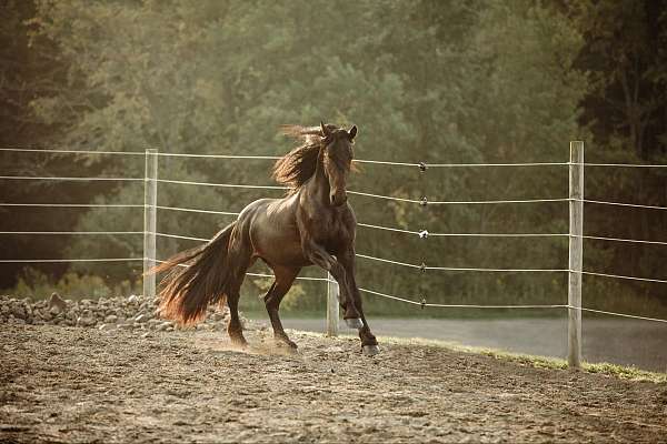 kid-safe-friesian-horse