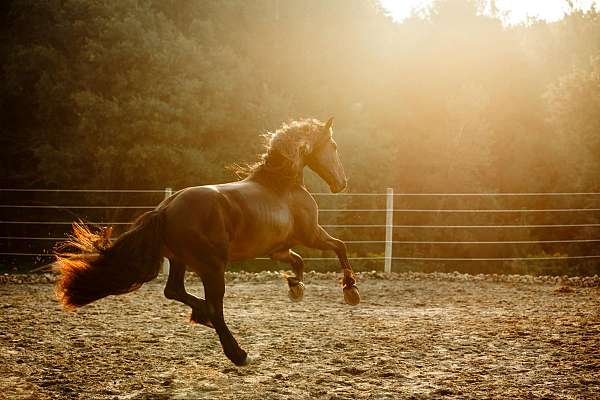 ranch-versatility-friesian-horse