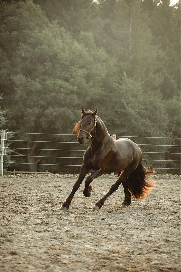 ranch-work-friesian-horse