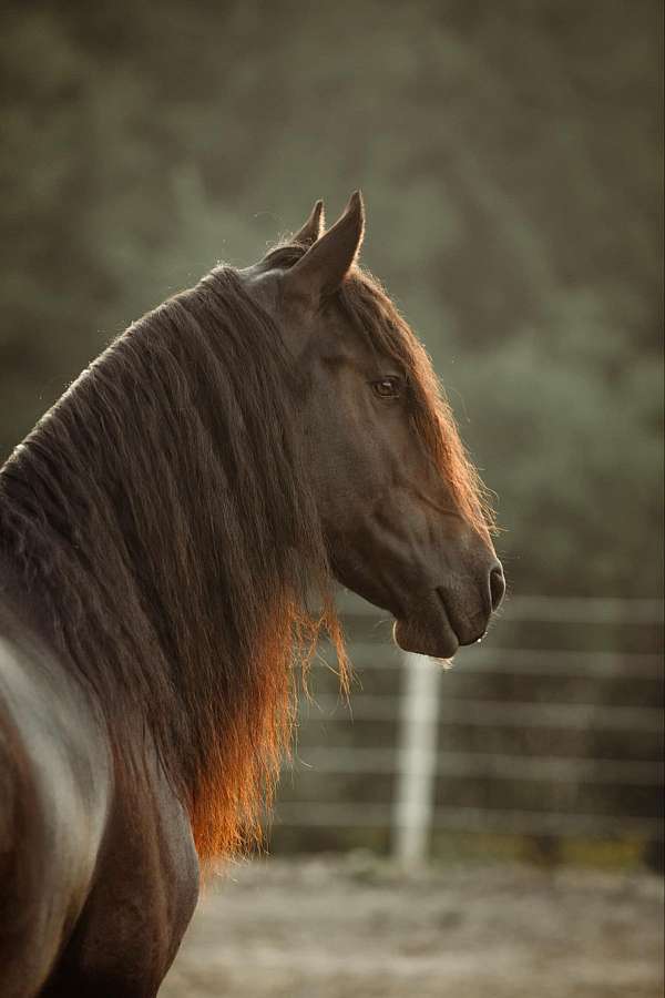 show-friesian-horse