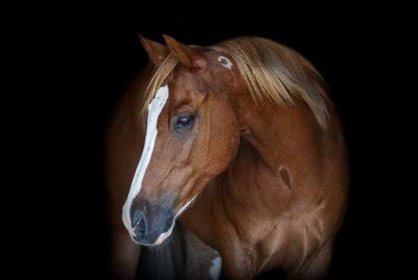 friesian-sport-horse