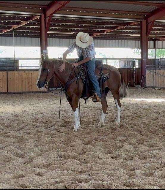 all-around-friesian-horse