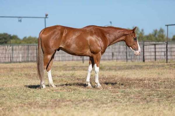 trail-friesian-horse