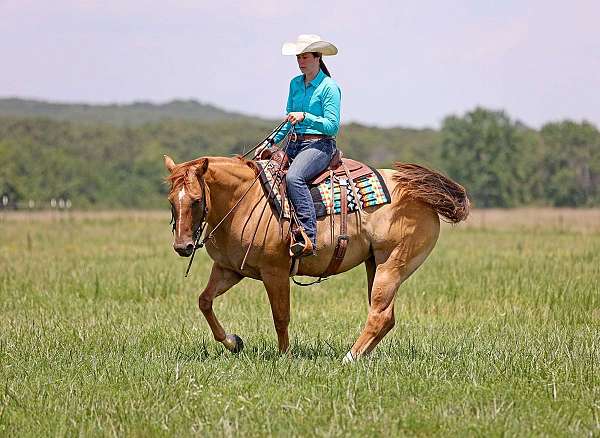 trail-quarter-horse