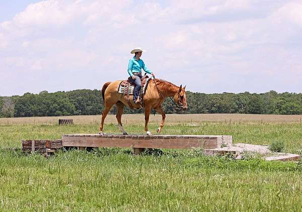 athletic-quarter-horse