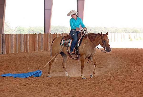 flashy-quarter-horse