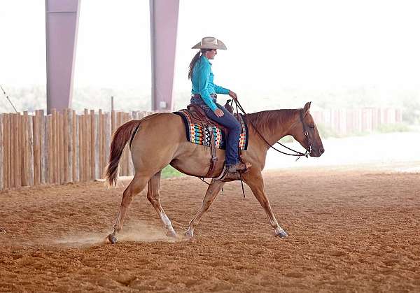 husband-safe-quarter-horse