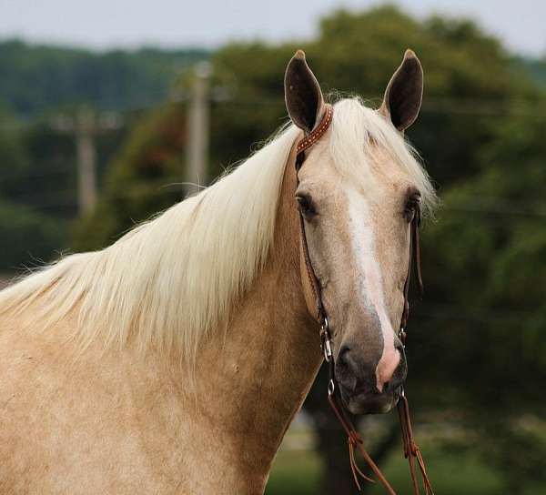 ranch-work-quarter-horse