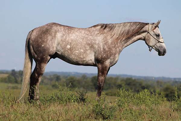 ranch-work-quarter-horse