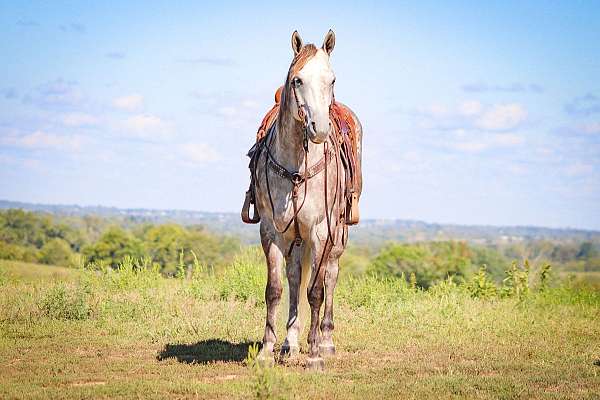 all-around-quarter-horse