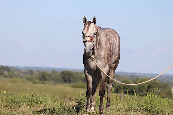 family-horse-quarter