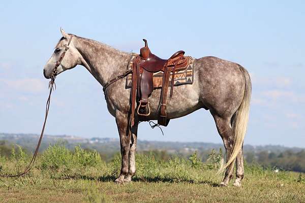 trail-quarter-horse