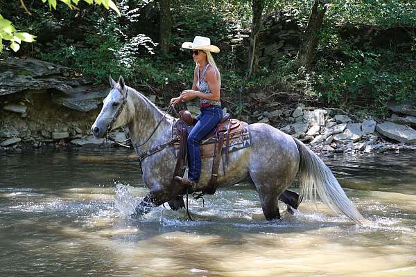 athletic-quarter-horse