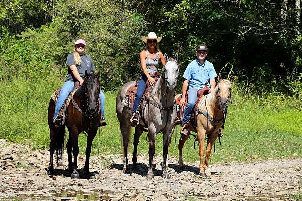 experienced-quarter-horse