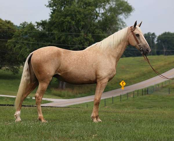 family-horse-quarter